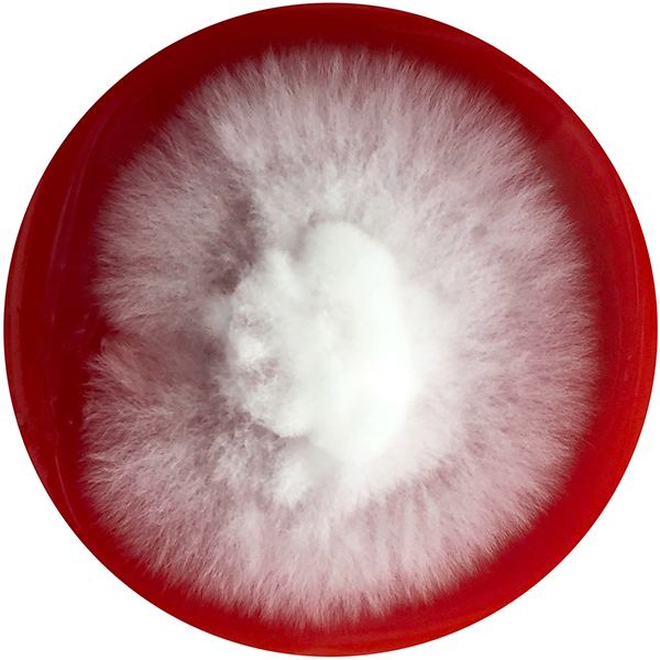 Ssa Web Fm Project 02