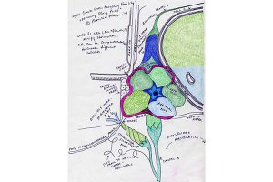“Morning Glory Pools,” for Ellis Creek Water Recycling Facility, Petaluma, California, 2004.