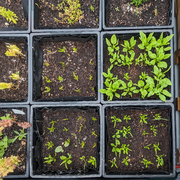 Zihao Zhang Project 4